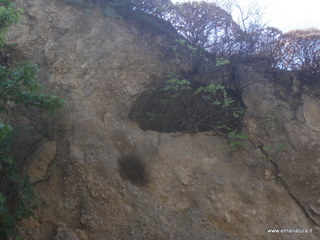 Cocolonazzo di Mola